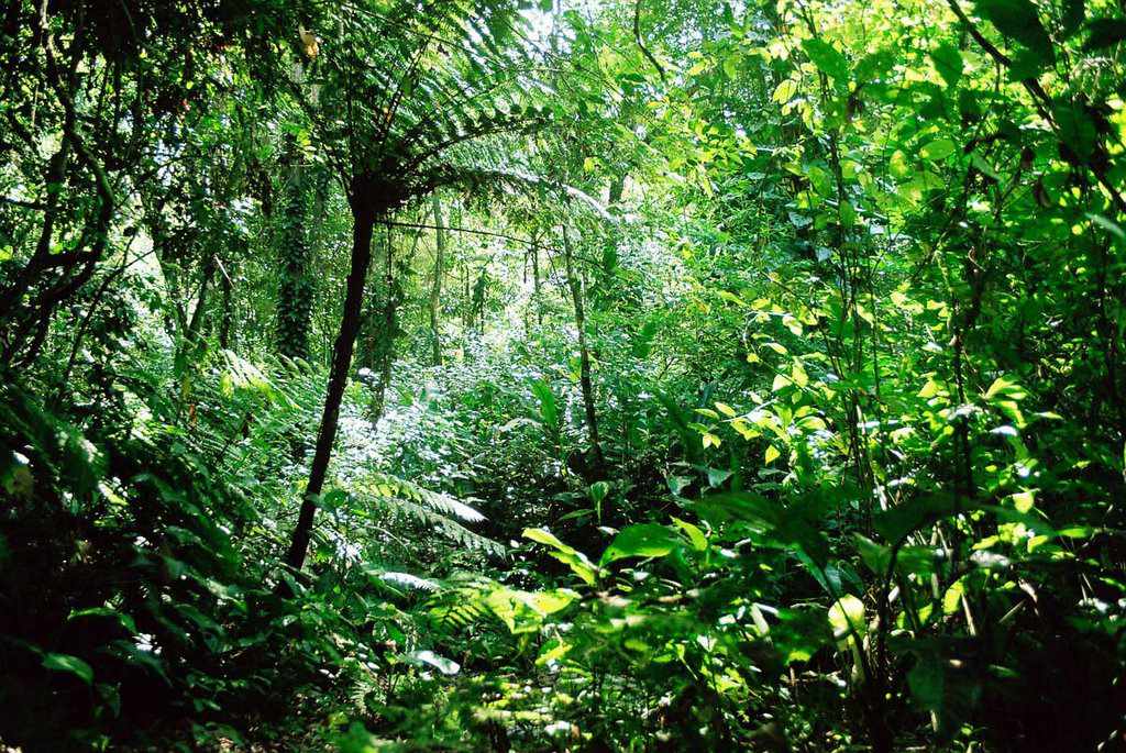 Bosques